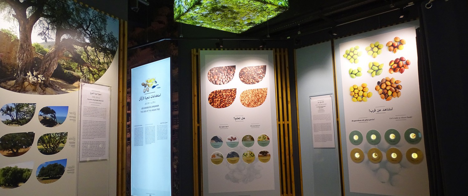 Museu da árvore de argão